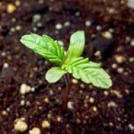 NicGrow