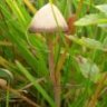 Amanita muscaria