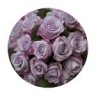 Purple Haze