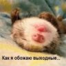 Кашалот