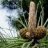 Creambeals