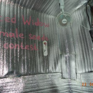 Iced Widow от Female Seeds