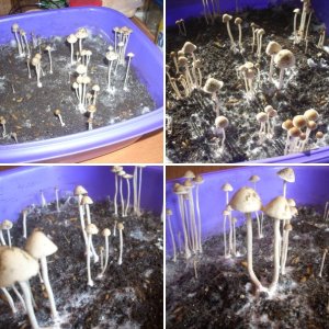 Panaeolus Cambodginiensis большой кейс !