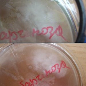 Psilocybe subaeruginosa