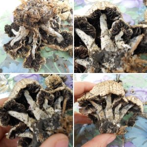 psilocybe subaeruginosa -аутная закладка и харвест !!