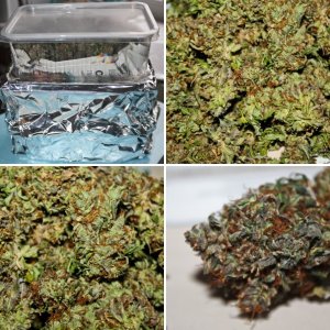 NYC Diesel