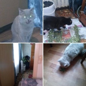 Еще один любитель шмали