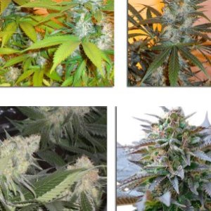 Blue Mystic