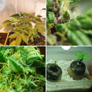 Grow