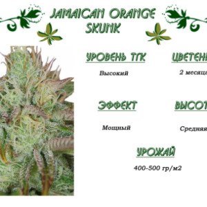Jamaican Orange Skunk 
