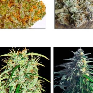 Power Skunk