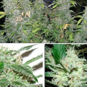 White Russian