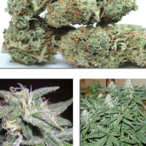 White Widow