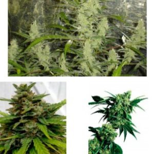 1024 Feminized