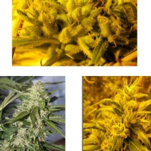 2046 Feminized