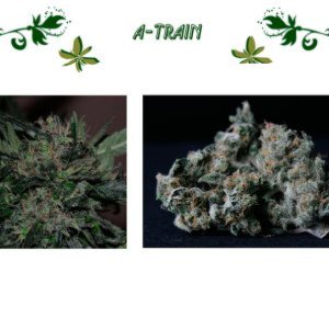 A-Train