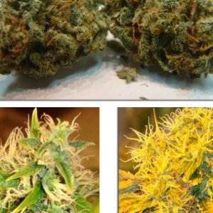 Acopulco Gold 
