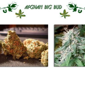 Afghan Big Bud