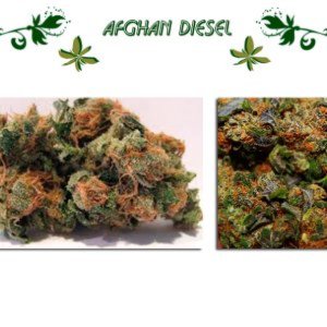Afghan Diesel