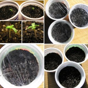 Test_seeds