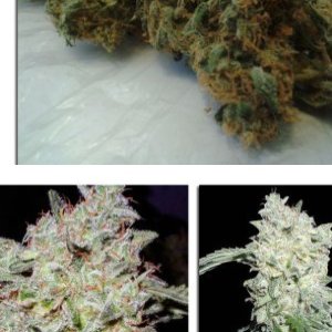 Afghan Kush Special