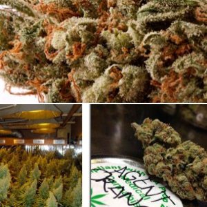 Agent Orange