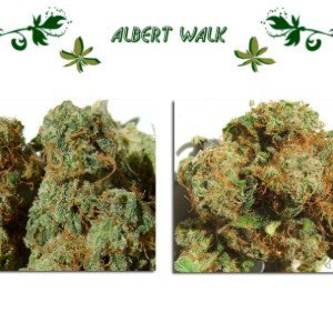 Albert Walk