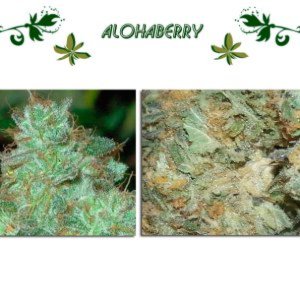 Alohaberry