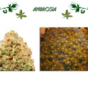 Ambrosia
