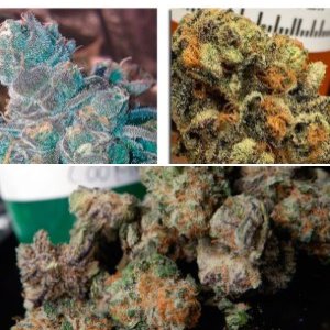 Animal Cookies