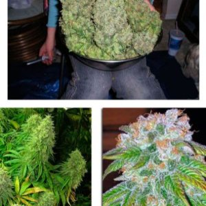 BC Big Bud