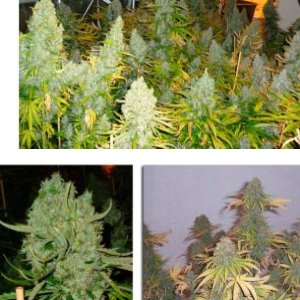 Big Bud