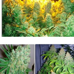 BIG BUDDHA CHEESE