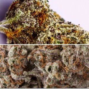 Black Diamond