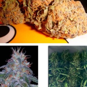 Black Domina