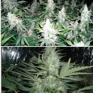 Black Jack