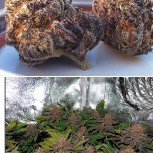 Blackberry Kush
