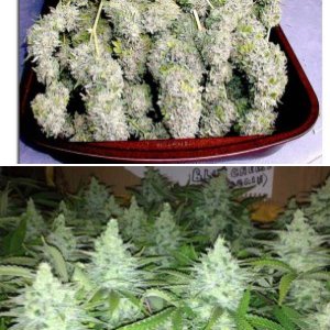 Blue Cheese