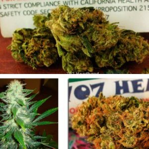 707 HEADBAND