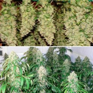 Northern Lights