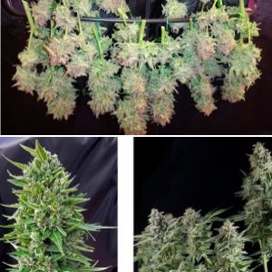 Northern Lights Auto