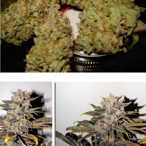 Northern Skunk