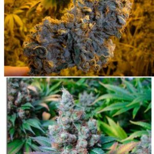 NYC Diesel