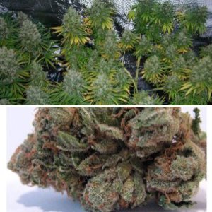 OG Kush