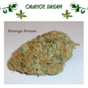 Orange Dream