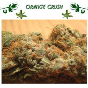 Orange Crush