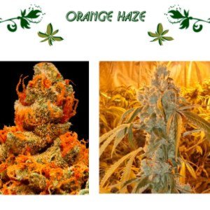Orange Haze