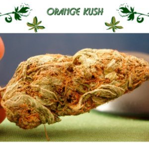 Orange Kush