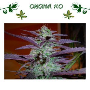 Original Flo