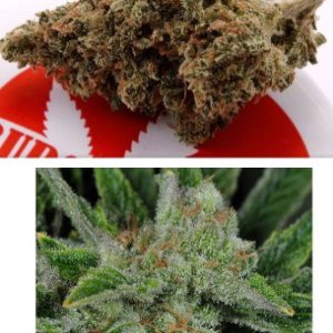 Ghost Train Haze # 1